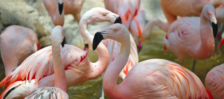 Houston Zoo Exploration
