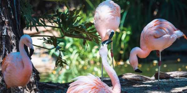 San Diego Zoo