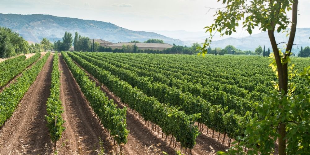 Texas Hill Country Wineries