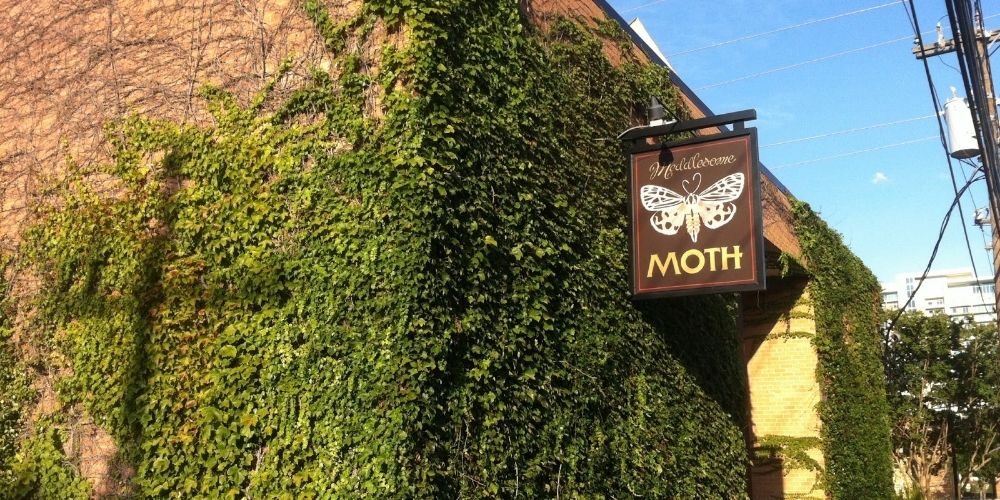 Meddlesome Moth