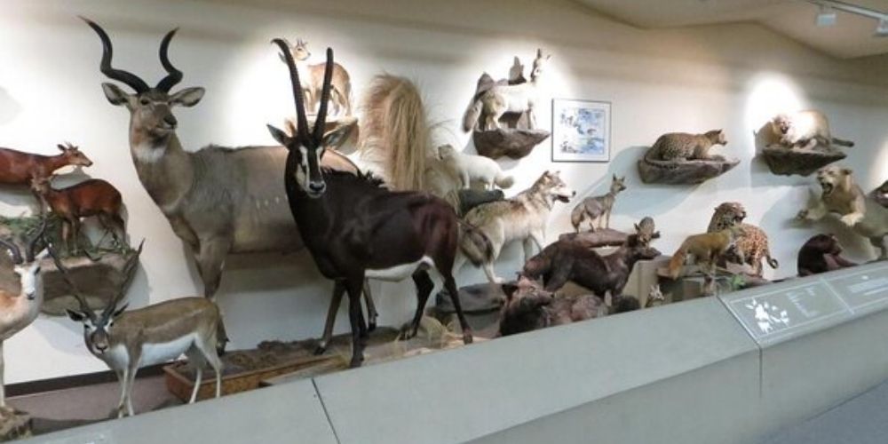 Las Vegas Natural History Museum
