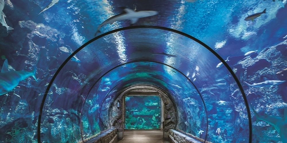 Shark Reef Aquarium at Mandalay Bay